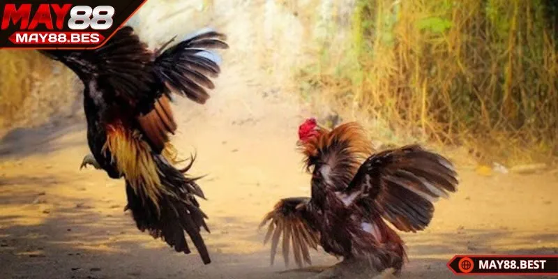 Kinh nghiệm chọn kèo đá gà phù hợp cho tân thủ